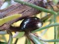 Chrysolina americana